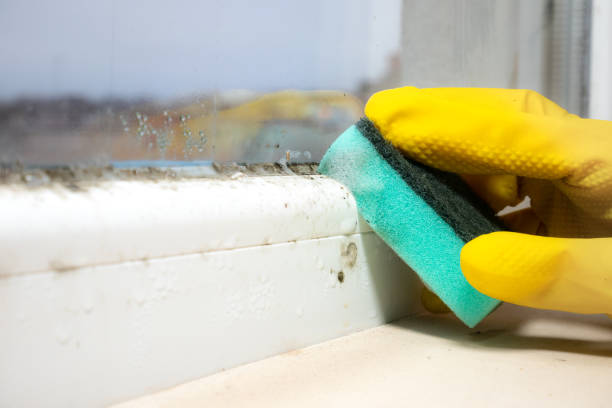 Best Industrial Mold Remediation in Ashton Sandy Spring, MD